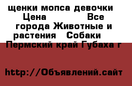 щенки мопса девочки › Цена ­ 25 000 - Все города Животные и растения » Собаки   . Пермский край,Губаха г.